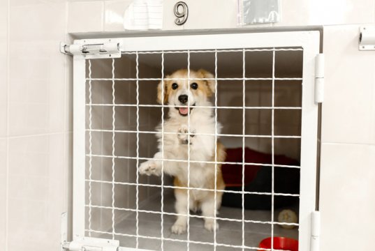 dog gate by: fotosearch.com
