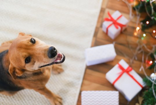 dog gift by: fotosearch.com