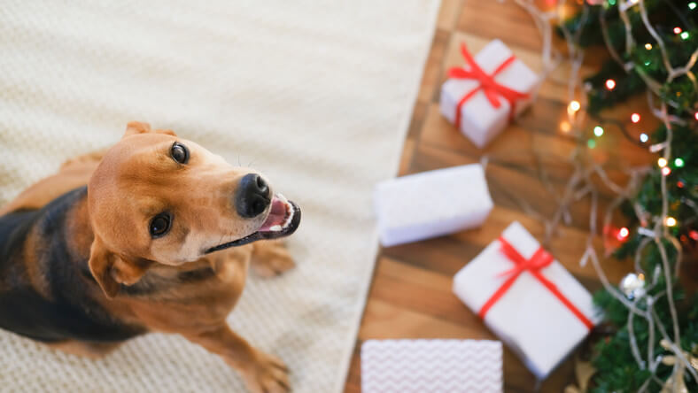 Best Dog Gifts for Pet Lovers in Your Life - Animals Network