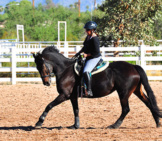 A Beautiful Friesian In The Training Corral Photo By: Dianne White Https://Creativecommons.org/Licenses/By-Nd/2.0/ 