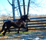 A Friesian Trotting Around His Corral Photo By: Hlseffigy Https://Creativecommons.org/Licenses/By-Nd/2.0/ 