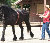 A Working Friesian Photo By: Jean Https://Creativecommons.org/Licenses/By-Nd/2.0/ 