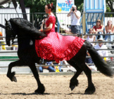 A Magnificent Friesian In The Show Ring Photo By: Jean Https://Creativecommons.org/Licenses/By-Nd/2.0/ 