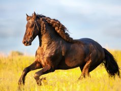 A stunning Friesian horse gallopingPhoto by: (c) Melory www.fotosearch.com