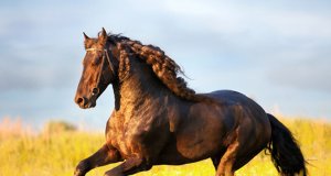 A stunning Friesian horse gallopingPhoto by: (c) Melory www.fotosearch.com