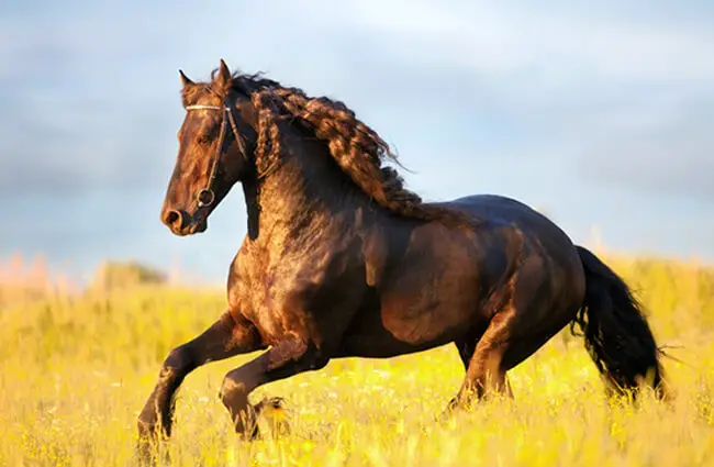 Потрясающая фризская лошадь, скачущая галопом. Фото: (c) Melory www.fotosearch.com