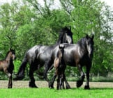 A Pair Of Friesian Mares With Their Foals Photo By: Ria Algra From Pixabay Https://Pixabay.com/Photos/Horse-Horses-Foal-Foals-Animals-4207118/ 