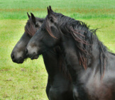 A Pair Of Friesians At Pasture Photo By: Rienk Vlieger From Pixabay Https://Pixabay.com/Photos/Horse-Friesian-Horse-Together-Pair-298477/ 