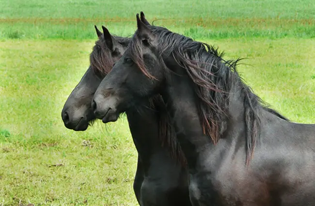 A pair of Friesians at pasture Photo by: Rienk Vlieger from Pixabay https://pixabay.com/photos/horse-friesian-horse-together-pair-298477/ 