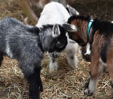 Baby Goats, Known As “Kids” Photo By: Laura Wolf Https://Creativecommons.org/Licenses/By-Sa/2.0/ 