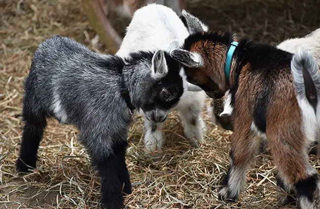 Baby goats, known as “kids” Photo by: Laura Wolf https://creativecommons.org/licenses/by-sa/2.0/ 
