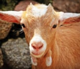 Young Goat Photo By: S. Hermann &Amp; F. Richter From Pixabay Https://Pixabay.com/Photos/Goat-Animal-Horns-Mammals-Creature-1438254/ 