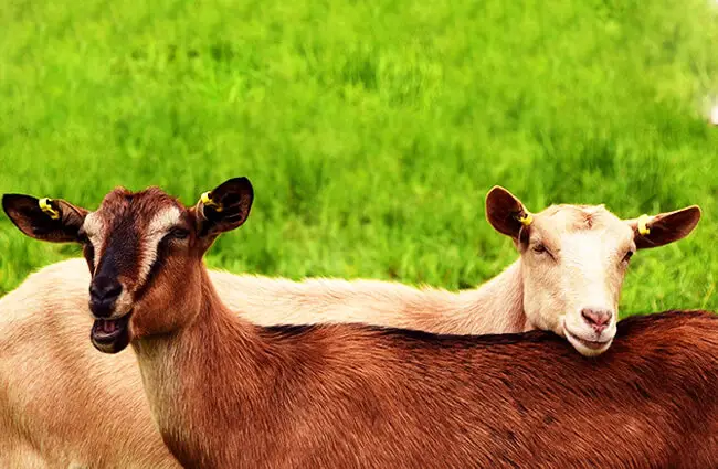 козы Фото: Ульрике Леоне с сайта Pixabay https://pixabay.com/photos/goats-young-pasture-meadow-brown-2719445/