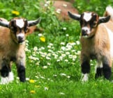 A Pair Of Young Goats In A Meadow Photo By: Gerhard Gellinger From Pixabay Https://Pixabay.com/Photos/Animal-Pet-Goat-Young-Goat-Farm-3368102/ 