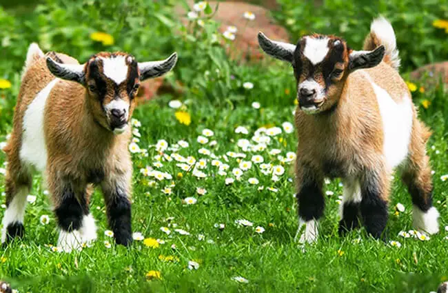A pair of young Goats in a meadow Photo by: Gerhard Gellinger from Pixabay https://pixabay.com/photos/animal-pet-goat-young-goat-farm-3368102/ 