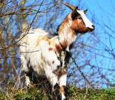 A Goat Clearing The Brush Photo By: Jaclou Dl From Pixabay Https://Pixabay.com/Photos/Goat-Herbivore-Ruminant-Ibex-Horns-4859615/ 