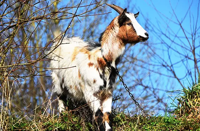 A goat clearing the brush Photo by: JacLou DL from Pixabay https://pixabay.com/photos/goat-herbivore-ruminant-ibex-horns-4859615/ 