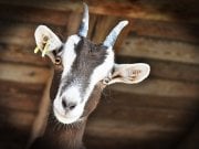 Goat in a barnPhoto by: RitaE from Pixabayhttps://pixabay.com/photos/goat-livestock-farm-horns-3613728/