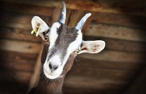 Goat in a barnPhoto by: RitaE from Pixabayhttps://pixabay.com/photos/goat-livestock-farm-horns-3613728/