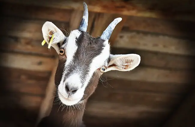 Goat in a barnPhoto by: RitaE from Pixabayhttps://pixabay.com/photos/goat-livestock-farm-horns-3613728/