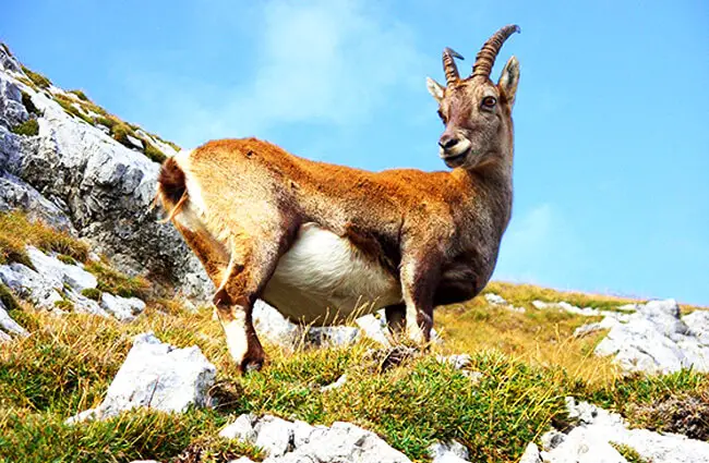 Горный козел на склоне холма Фото: Карен Арнольд с Pixabay https://pixabay.com/photos/goat-mountain-mountain-goat-ibex-940896/