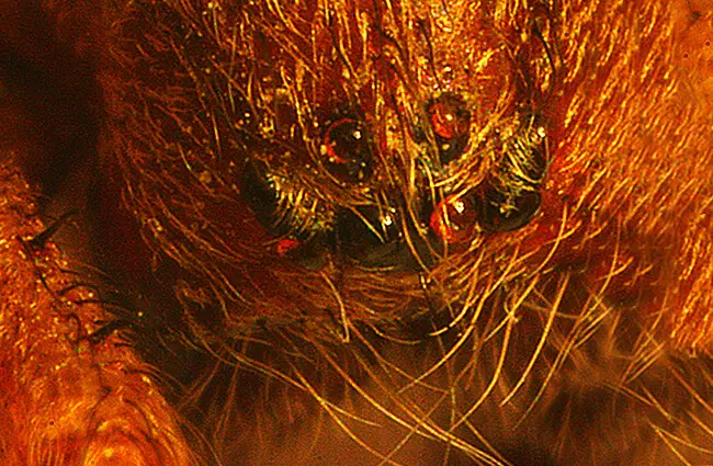 Глаза паука-бродяги Фото: Джон Гарвин https://creativecommons.org/licenses/by-sa/2.0/