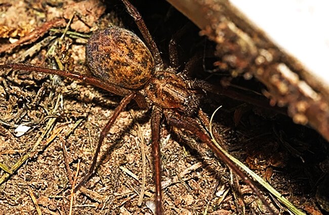 A well-camouflaged Hobo Spider Photo by: Géry PARENT / CC BY-SA https://creativecommons.org/licenses/by-sa/4.0 