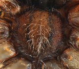 Sternum Of A Hobo Spider Photo By: Utah State University Utah Plant Pest Diagnostic Lab 