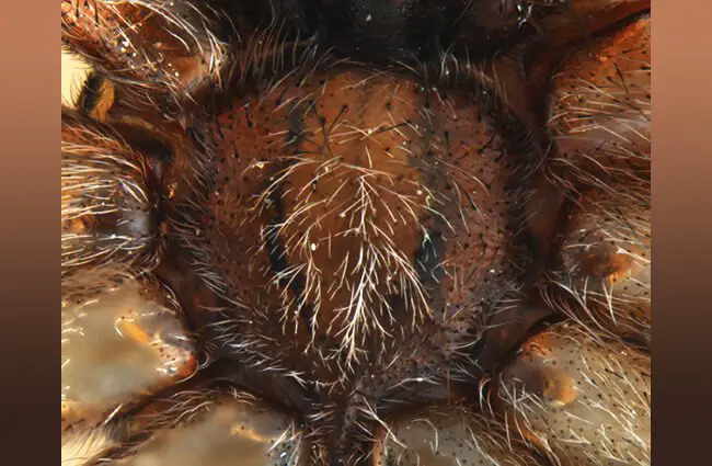 sternum of a Hobo Spider Photo by: Utah State University Utah Plant Pest Diagnostic Lab 