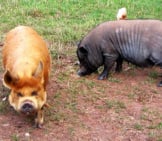 A Pair Of Kune Kune Pigs In The Yard Photo By: Chris Https://Creativecommons.org/Licenses/By-Sa/2.0/ 