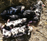 Kune Kune Piglets Photo By: Charles Mcgowan Https://Creativecommons.org/Licenses/By-Sa/2.0/ 