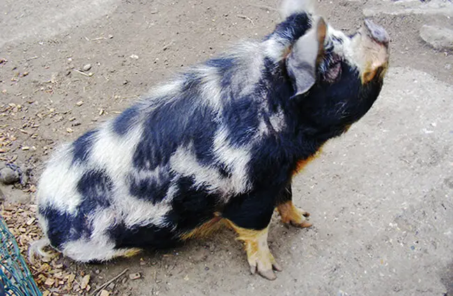 Kune Kune pig at the Chessington Zoo in the UK Photo by: Marie Hale https://creativecommons.org/licenses/by-sa/2.0/ 