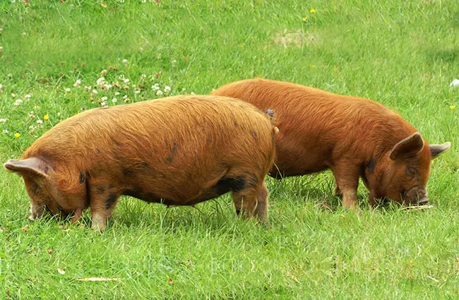 Young Kune Kune pigs in a meadow Photo by: David Merrett https://creativecommons.org/licenses/by-sa/2.0/ 