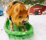 A Pet Kune Kune Pig On A Sled!Photo By: Will Thomas Of Forge Mountain Photohttp://Forgemountainphoto.com/