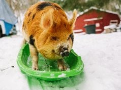 A pet Kune Kune pig on a sled!Photo by: Will Thomas of Forge Mountain Photohttp://forgemountainphoto.com/