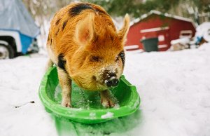 A pet Kune Kune pig on a sled!Photo by: Will Thomas of Forge Mountain Photohttp://forgemountainphoto.com/