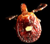 A Female Lone Star Tick That Came In On A Family’s Dog Photo By: Benjamin Smith Https://Creativecommons.org/Licenses/By/2.0/ 