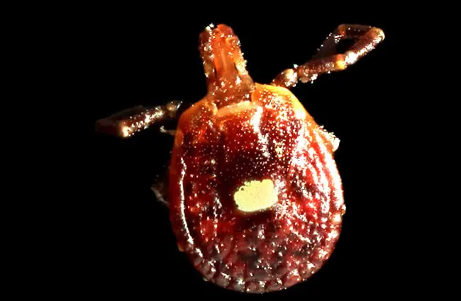 A female Lone Star Tick that came in on a family’s dog Photo by: Benjamin Smith https://creativecommons.org/licenses/by/2.0/ 