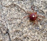 A Female Lone Star Tick On A Granite Rock Photo By: Fritz Flohr Reynolds Https://Creativecommons.org/Licenses/By/2.0/ 