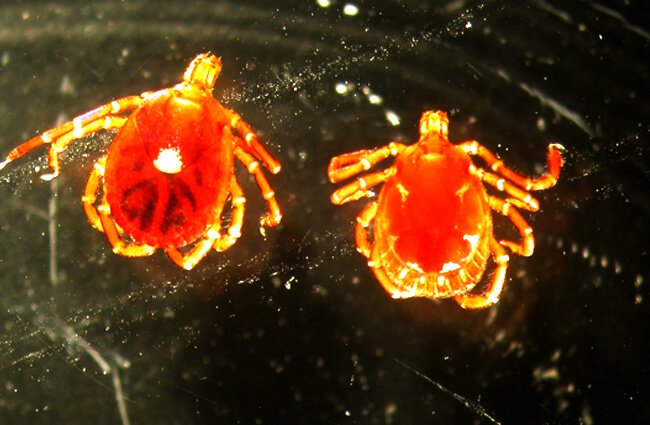 Female (left) and male Lone Star (right) adult Lone Star Ticks Photo by: uacescomm https://creativecommons.org/licenses/by/2.0/ 
