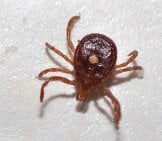 Lone Star Tick, Plucked From A Hikerphoto By: Elizabeth Nicodemushttps://Creativecommons.org/Licenses/By/2.0/