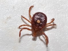 Lone Star Tick, plucked from a hikerPhoto by: Elizabeth Nicodemushttps://creativecommons.org/licenses/by/2.0/
