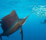Sailfish Hunting Sardines In The Open Ocean Off The Coast Of Mexico. Photo By: Rodrigo Friscione / Noaa&#039;S National Ocean Service [Public Domain] Https://Creativecommons.org/Licenses/By-Sa/2.0/ 