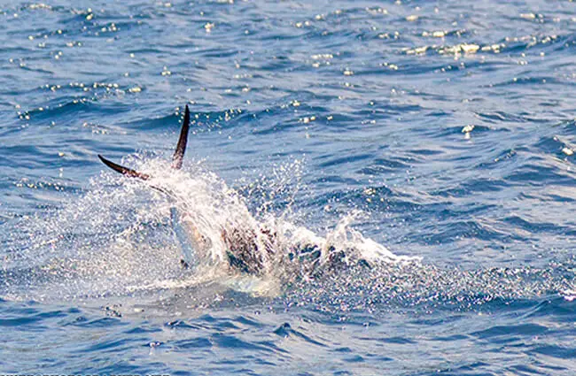 A Sailfish breaching off the coast of Phuket, Thailand Photo by: Phuket@photographer.net https://creativecommons.org/licenses/by-sa/2.0/ 