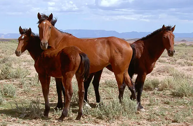 Mustangs, Chinley Arizona Photo by: John Harwood https://creativecommons.org/licenses/by/2.0/ 