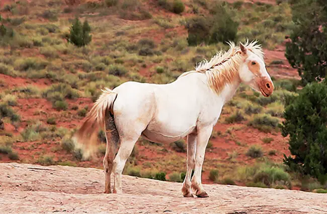 A wild Mustang stallion Photo by: Rennett Stowe https://creativecommons.org/licenses/by/2.0/ 