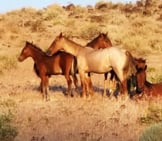 Family Of Mustangs In Nevada Photo By: Mitch Barrie Https://Creativecommons.org/Licenses/By/2.0/ 