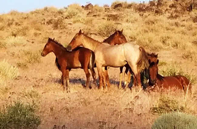 family of Mustangs in Nevada Photo by: Mitch Barrie https://creativecommons.org/licenses/by/2.0/ 