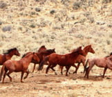 A Herd Of Wild Mustangs In Eastern Oregon Photo By: Bureau Of Land Management Oregon And Washington Https://Creativecommons.org/Licenses/By/2.0/ 