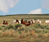 A Herd Of Feral Mustangs Photo By: Colorado Bureau Of Land Management Https://Creativecommons.org/Licenses/By/2.0/ 